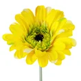 GERBERA sztuczny kwiat dekoracyjny o płatkach z jedwabistej tkaninY - ∅ 12 x 55 cm - żółty 1