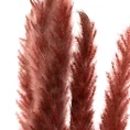 SUSZONA TRAWA PAMPASOWA, naturalny susz, pęczek  6 szt - 112 cm - jasnobrązowy 3