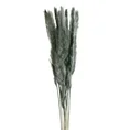 SUSZONA TRAWA PAMPASOWA, naturalny susz, pęczek zawiera ok 10 szt - 75 cm - miętowy 1