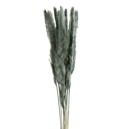 SUSZONA TRAWA PAMPASOWA, naturalny susz, pęczek zawiera ok 10 szt - 75 cm - miętowy