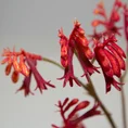 KROKOSIMIA -CROCOSIMIA kwiat sztuczny dekoracyjny - 75 cm - czerwony 2
