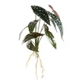 KWIAT DONICZKOWY o zielono-białych ozdobnych liściach, kwiat sztuczny dekoracyjny - 45 cm - zielony 1