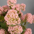 KALINA gałązka, kwiat sztuczny dekoracyjny - ∅ 5 x 50 cm - różowy 2