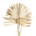BUKIET SUSZONYCH liści palmy, naturalny susz, pęczek  6 szt - 45 cm - naturalny 1