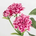 SANTINI CHRYZANTEMA - MARGARETKA, kwiat sztuczny dekoracyjny - ∅ 4 x 65 cm - ciemnoróżowy 2