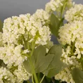 KALINA gałązka, kwiat sztuczny dekoracyjny - ∅ 5 x 50 cm - biały 2
