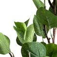 EUKALIPTUS - gałązka o ozdobnych zielonych liściach, kwiat sztuczny dekoracyjny - ∅ 5 x 70 cm - zielony 2