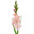 MIECZYK  kwiat sztuczny dekoracyjny z płatkami z jedwabistej tkaniny - 93 cm - jasnoróżowy 1