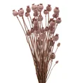 BUKIET SUSZONYCH NATURALNIE MAKÓWEK naturalny susz - 58 cm - różowy 1
