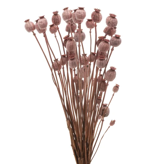 BUKIET SUSZONYCH NATURALNIE MAKÓWEK naturalny susz - 58 cm - różowy
