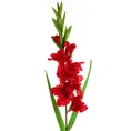 MIECZYK  kwiat sztuczny dekoracyjny z płatkami z jedwabistej tkaniny - 93 cm - czerwony 1