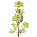 KALINA gałązka, kwiat sztuczny dekoracyjny - ∅ 5 x 50 cm - zielony 1