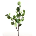 EUKALIPTUS - gałązka o ozdobnych zielonych liściach, kwiat sztuczny dekoracyjny - ∅ 5 x 70 cm - zielony 1