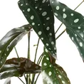 KWIAT DONICZKOWY o zielono-białych ozdobnych liściach, kwiat sztuczny dekoracyjny - 45 cm - zielony 2