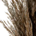 SUSZONA TRAWA PAMPASOWA,  naturalny susz pęczek ok 12 szt - 73 cm - beżowy 3