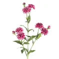 SANTINI CHRYZANTEMA - MARGARETKA, kwiat sztuczny dekoracyjny - ∅ 4 x 65 cm - ciemnoróżowy 1