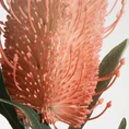BANKSJA egzotyczny kwiat sztuczny dekoracyjny - 63 cm - pomarańczowy 2